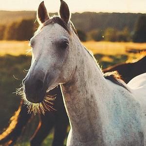 Meet your Posher, Destiny